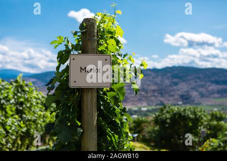 Merlot varietà per uva da vino segno sulla verticale di legno fine post, Vigna canadese dello sfondo dei campi, Okanagan Valley Wine regione British Columbia BC Canada Foto Stock