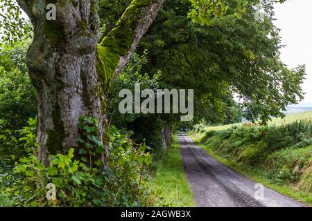 Stretta strada di ghiaia rivestita con grandi alberi maturi nelle highlands scozzesi Foto Stock