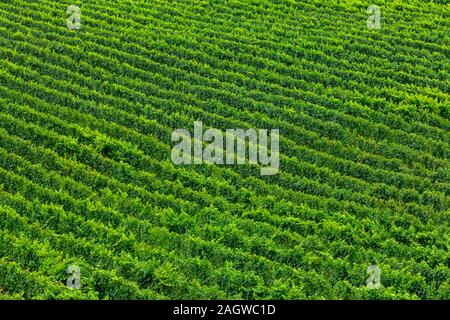 Vasto vigneto, la produzione di vino le linee verdi grandi bellissimo campo in alto vista aerea, ideale astratto idilliaco sfondo Foto Stock