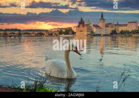 Cigni sul fiume Moldava a Praga, la capitale della Repubblica ceca, vicino al Ponte Carlo Foto Stock