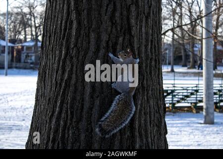 Scoiattolo grigio che sale su un albero in inverno Foto Stock