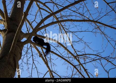 Scoiattolo nero seduto su un ramo Foto Stock