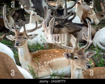 Una mandria di daini che si trovano all'ombra degli alberi della foresta. Foto Stock