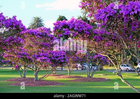 Splendida fioritura Tibouchina alberi nella luce del tramonto in Centennial Park, Sydney, Australia Foto Stock