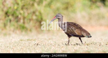 Un letto singolo ibis Hadada o ibis Hadeda su praterie aperte, vista laterale, ampio formato paesaggio, Sosian, Laikipia, Kenya, Africa Foto Stock