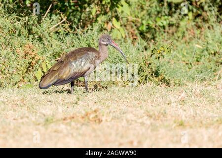 Un letto singolo ibis Hadada o ibis Hadeda su praterie aperte, vista laterale, ampio formato paesaggio, Sosian, Laikipia, Kenya, Africa Foto Stock