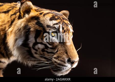 Testa di montaggio tigre di Sumatra presi in visualizzatore con sfondo nero Foto Stock