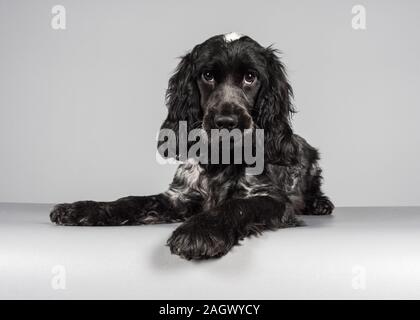 11 settimane di blu roan cocker spaniel fotografato nel Regno Unito. Foto Stock