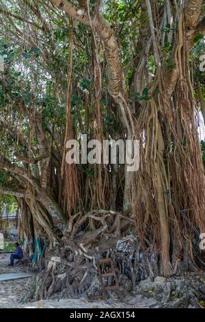 Banyan Tree con la persona seduta Foto Stock