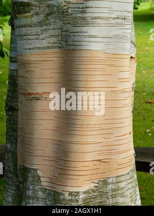 Primo piano della pelatura Bianco / argento corteccia sul tronco di Betula utilis jacquemontii 'Sora Queen' Himalayan Betulla nel giardino del Regno Unito. Foto Stock