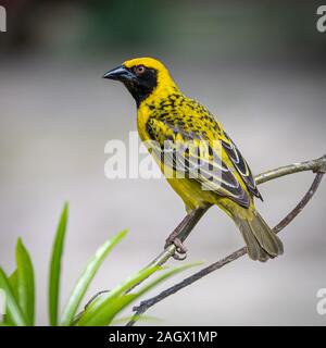 Sociale uccello tessitore Foto Stock