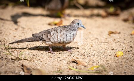 Zebra Colomba (Geopelia striata). Foto Stock