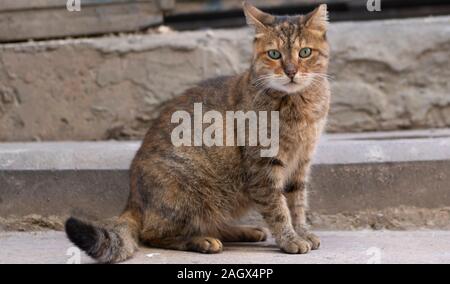 Grigio tabby cat siede su pietre e si guarda indietro sulla sua spalla Foto Stock