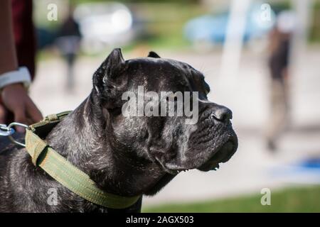 Ritratto di un nero brindle Cane Corso Italiano con orecchie Foto Stock