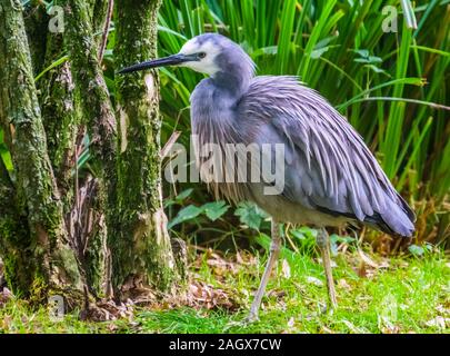 Closeup ritratto di un bianco di fronte heron, costiere tropicali specie di uccelli provenienti da Australia Foto Stock