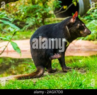 Closeup ritratto di un diavolo della Tasmania, minacciate specie animale dalla Tasmania in Australia Foto Stock