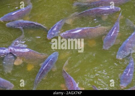 Scuola di affamati di carpe comuni a nuotare in acqua, popolare pesci di acqua dolce dall'Europa, vulnerabile specie animale Foto Stock