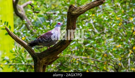 Primo piano di una screziato piccione africani in piedi su un ramo di albero, Colomba tropicale specie dall'Africa Foto Stock