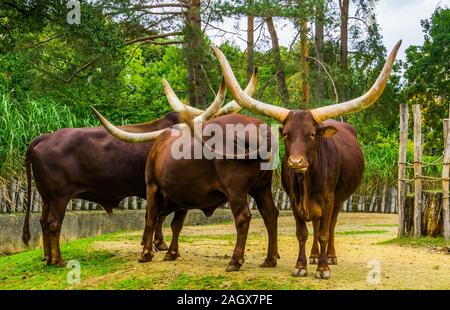 Ritratto di famiglia di una mandria di Ankole Watusi, popolare americana di razza di vacca con grandi corna Foto Stock