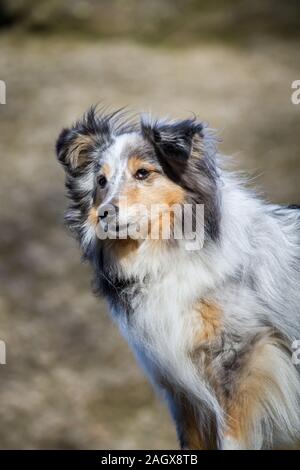 Ritratto di un merle Sheltie (Shetland Sheepdog) Foto Stock