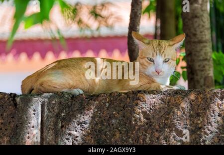 Lo zenzero e il gatto bianco sulla parete, Siem Reap Cambogia Foto Stock