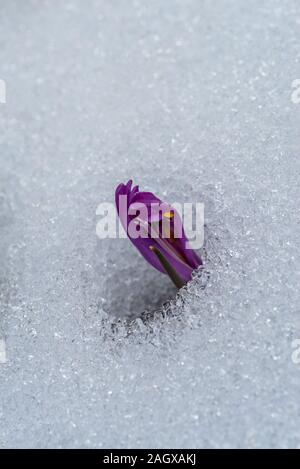 La molla crocus fiore che sboccia sulla neve Foto Stock