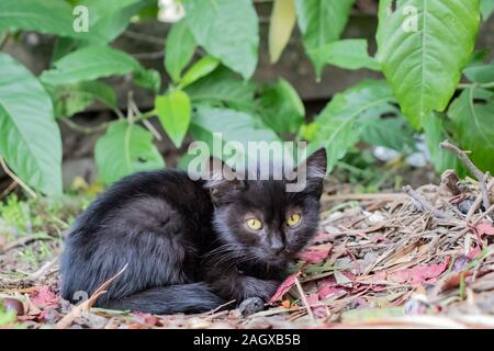 Senzatetto gattino nero sul terreno nel parco in autunno su foglie Foto Stock