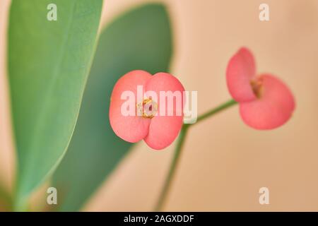 Euphorbia Milii, succulenti bush noto come Cristo thorn, fiori e thorn vicino a fotografare Foto Stock