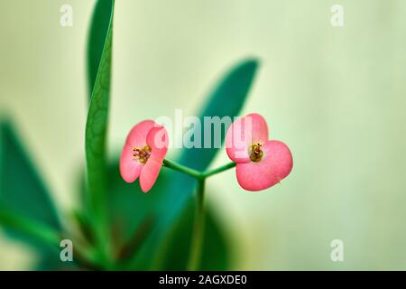 Euphorbia Milii, succulenti bush noto come Cristo thorn, fiori e thorn vicino a fotografare Foto Stock