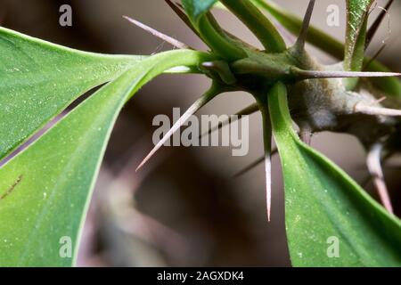 Euphorbia Milii, succulenti bush noto come Cristo thorn, fiori e thorn vicino a fotografare Foto Stock