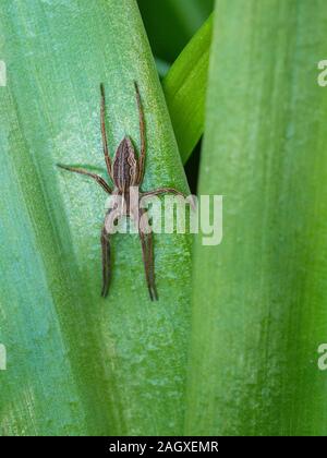 Vivaio Spider Web su bluebell eaf Foto Stock