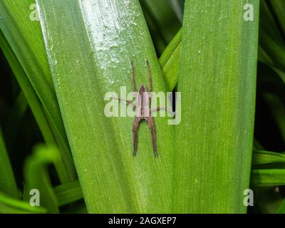 Vivaio Spider Web su bluebell eaf Foto Stock