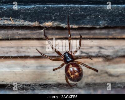 Nobile vedova falso spider su un web. Scattata di notte. Foto Stock