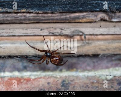 Nobile vedova falso spider su un web. Scattata di notte. Foto Stock