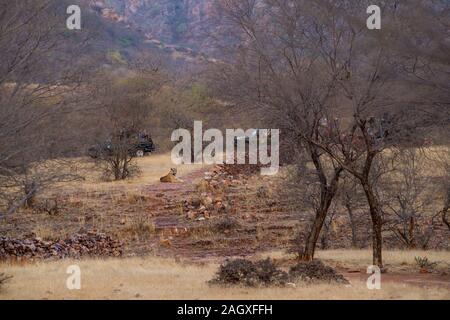 Suggestiva immagine della tigre maschio, veicoli di Safari e il paesaggio del Parco nazionale di Ranthambore o riserva della tigre, Rajasthan, India - panthera tigris Foto Stock