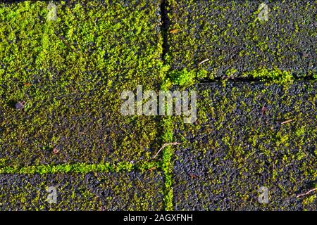 Moss sul percorso e sull'acciottolato Foto Stock