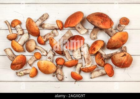 Freschi raccolti funghi di bosco, rosso-capped scaber levetta varietà (Leccinum aurantiacum / albostipitatum), su lavagne bianche escursioni, foto da sopra Foto Stock