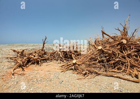 Pila di piccoli arbusti e radici di albero, posa su terreno asciutto, per essere pre bruciato per carbone Foto Stock