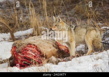 Coyote (Canis latrans) alimentazione sulla carcassa di un toro elk Foto Stock