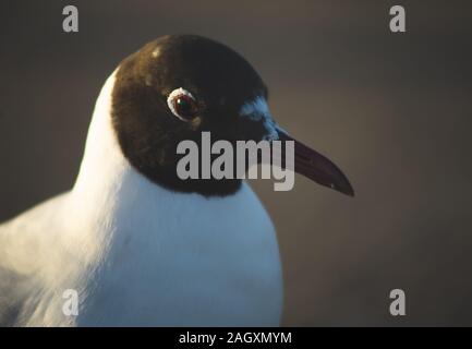 Seagull sulla soletta di calcestruzzo al tramonto Foto Stock