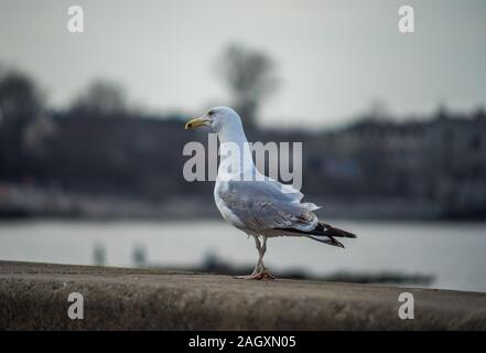 Seagull sulla soletta di calcestruzzo al tramonto Foto Stock