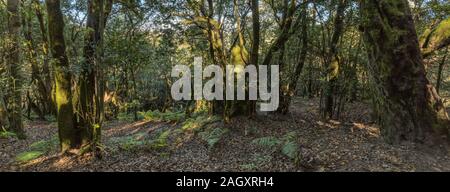 Super grandangolo panorama. Relitto foresta sulle pendici del Parco Nazionale di Garajonay montagne. Gli Allori gigante e albero Heather lungo stretti e tortuosi p Foto Stock