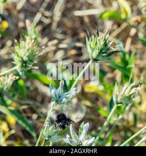 Grande nero shaggy bumblebee battenti sotto il trifoglio fiore come un elicottero. Bumblebee succhiare il nettare da un trifoglio purpule fiore con vevetation verde Foto Stock