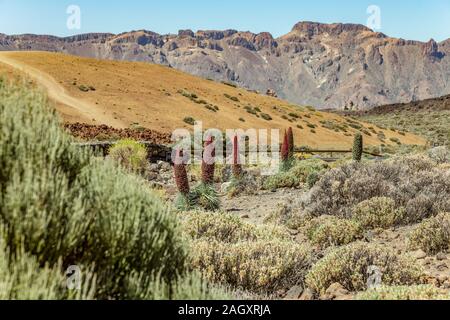 Bel fiore Tajinaste - Echium wildpreti. Il fiore endemico è un simbolo del Parco Nazionale del Teide. Come un buon impianto di miele, è sempre surrou Foto Stock