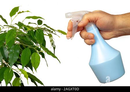 Una pianta verde viene spruzzato con uno spray meccanico. Foto Stock