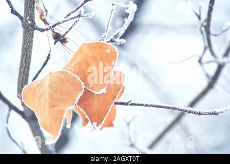 Morti di foglie coperta di neve. Bellissimo il ramo di arancio e giallo foglie secche nel tardo autunno o inizio inverno sotto la neve. Prima neve, fiocchi di neve fa Foto Stock