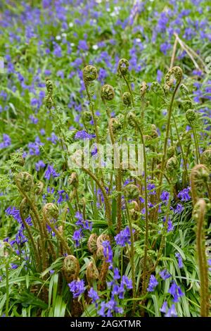 Vista ravvicinata di fresco o bracken fern fronde e crescente dispiegarsi tra bluebells in primavera nel bosco vicino a Godalming Surrey, Inghilterra Foto Stock