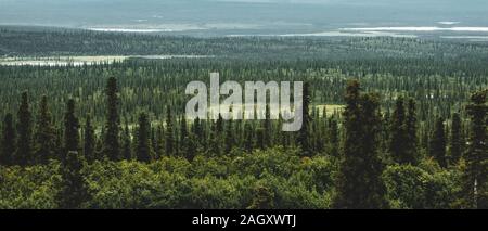 Alti pini vicino al Parco Nazionale di Denali in Alaska, 21:9 per il Nord America Foto Stock