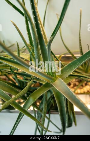 Aloe vera piante in crescita Foto Stock