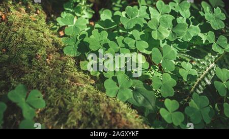 Sfondo naturale con tre-lasciava trifogli in crescita in estate foresta. San Patrizio giorno concetto. Profondità di campo, concentrarsi sul vicino a foglia Foto Stock